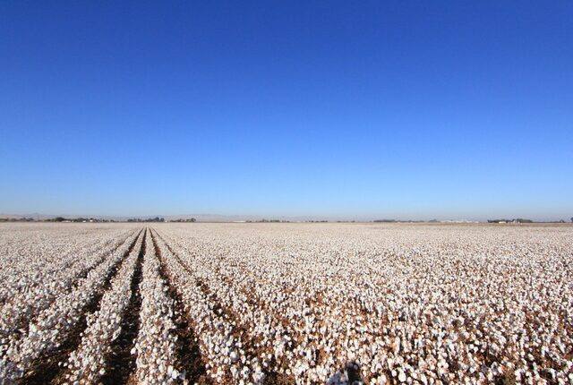A cotton field in flower, ready for picking