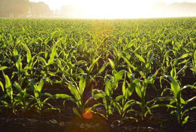 A maize crop growing in rows at sunrise