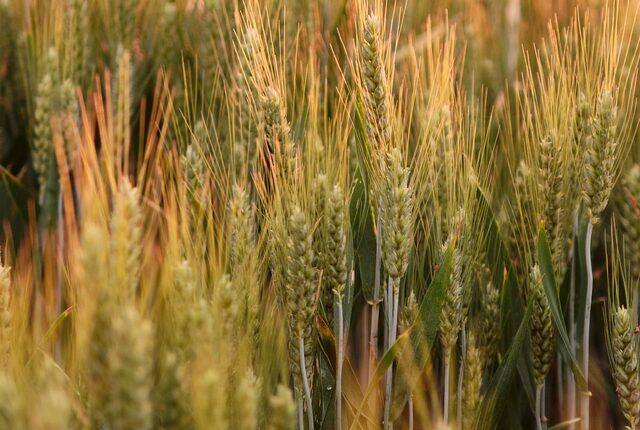 Ripening wheat ears in a field